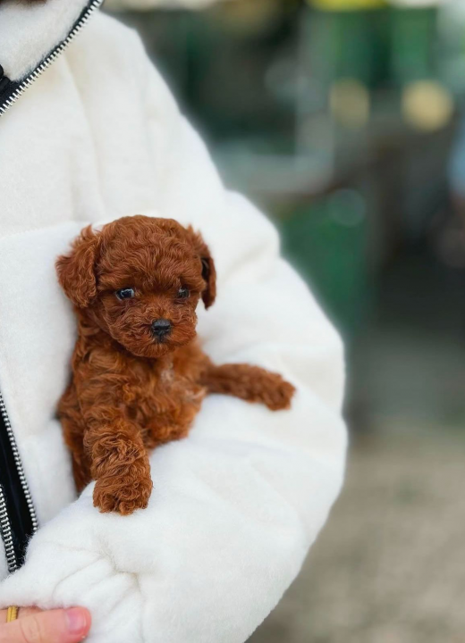 Tedy Poodle